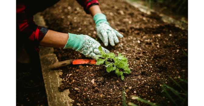 Getting Your Garden Ready for Spring