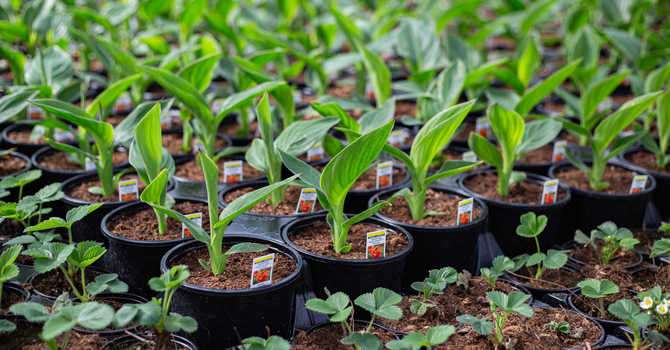 Getting Your Garden Ready for Spring image